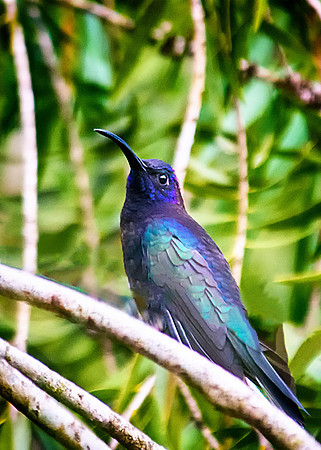 Violet Sabrewing