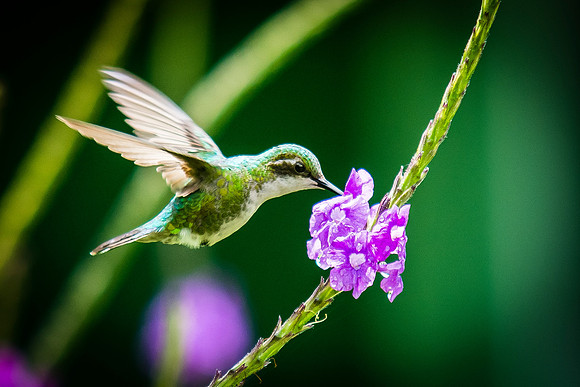 Garden Emerald