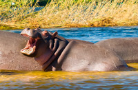 Hippo, Zambezi River
