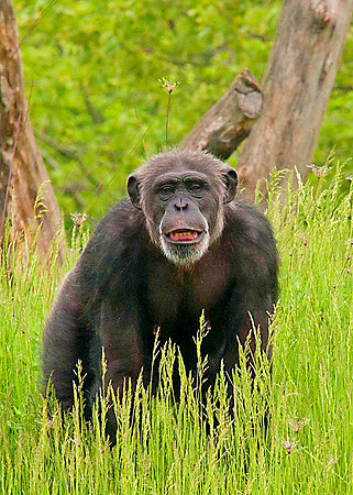 Chimpanzee