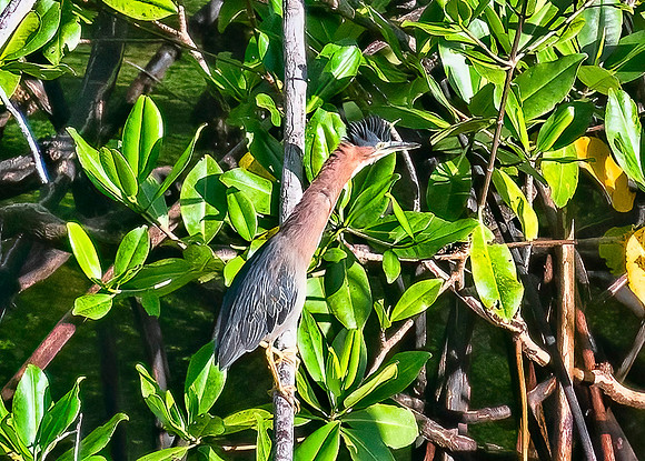 Green Heron