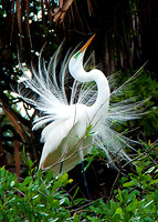 Great Egret