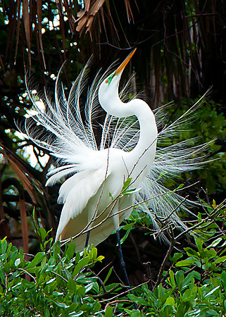 Great Egret