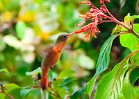 Cinnamon Hummingbird