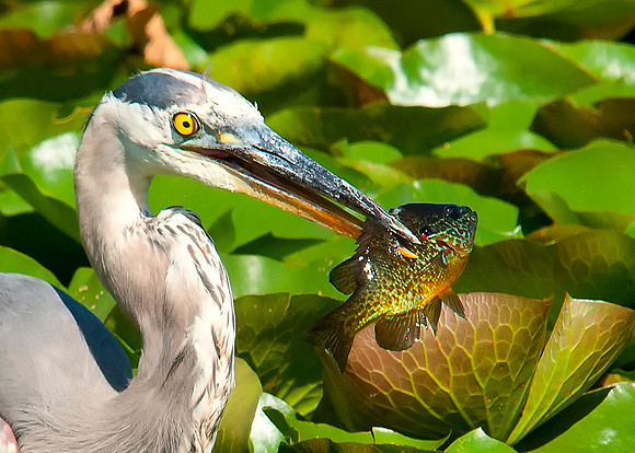 Great Blue Heron