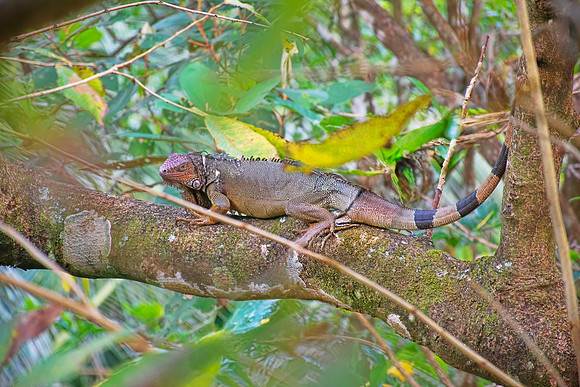 Green Iguana