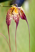 Orchid