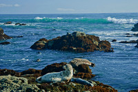Harbor Seals