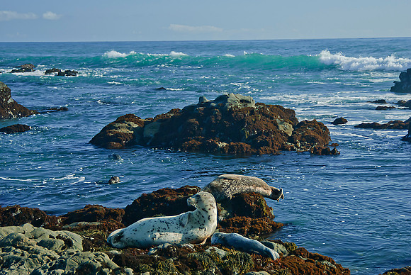 Harbor Seals