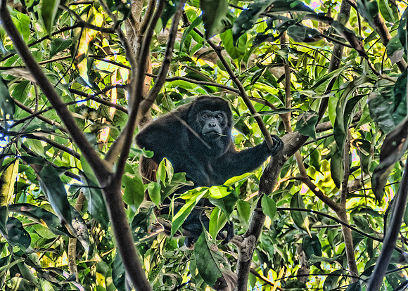 Howler Monkey, Morillo Beach