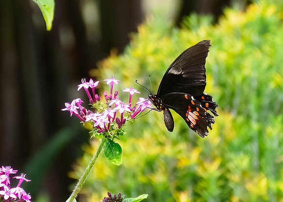 Ruby-spotted Swallowtail