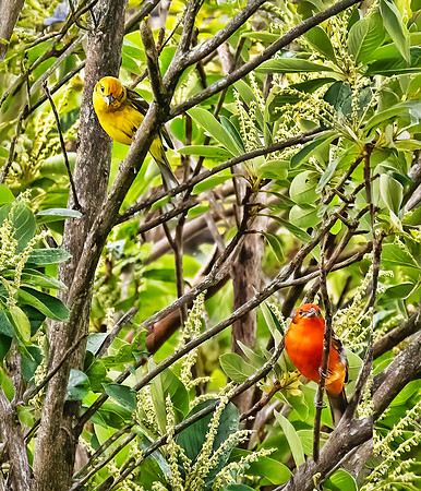 Male & Female "Flame" Tanagers