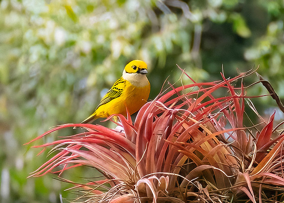 Silver Throated Tanager