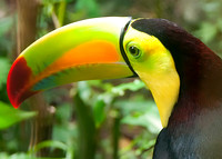 Keel-Billed Toucan