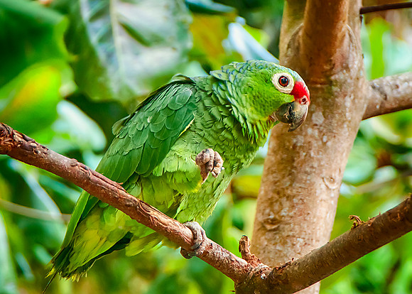 Green Parrot