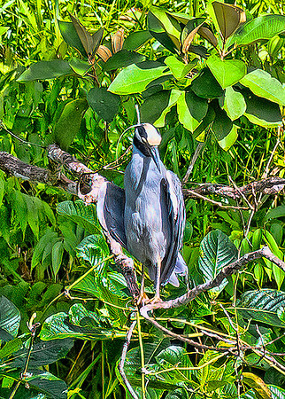 Yellow-crowned Night Heron
