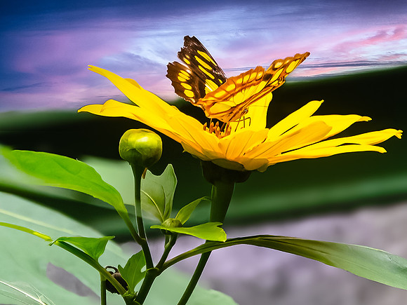 Thoas Swallowtail