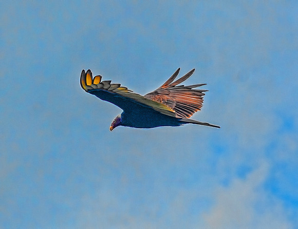 Turkey Vulture