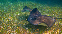 Stingrays