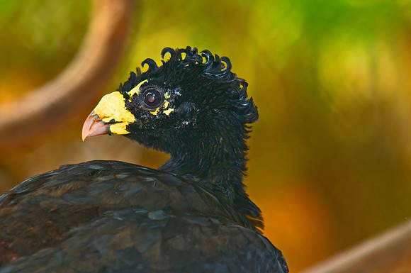 Great Curassow