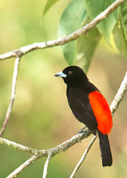 Scarlet-rumped Tanager