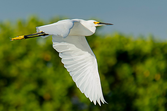 Snowy Egret