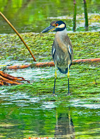 Yellow-crowned Night Heron