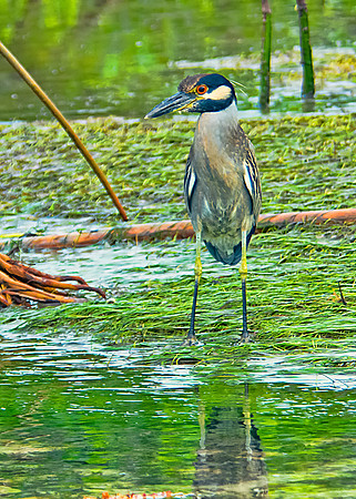 Yellow-crowned Night Heron