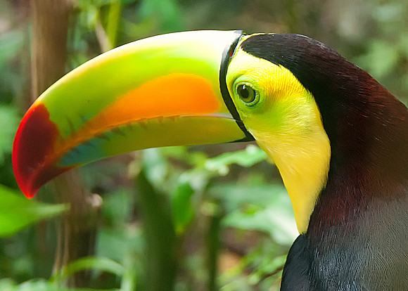 Caracol