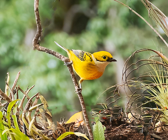 Silver-throated Tanager