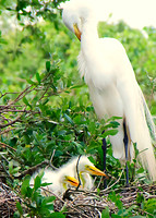 Great Egret