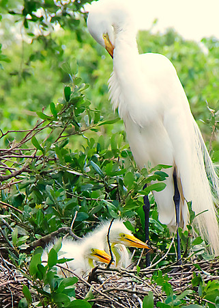 Great Egret