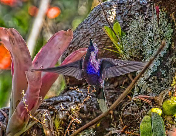 Violet Sabrewing