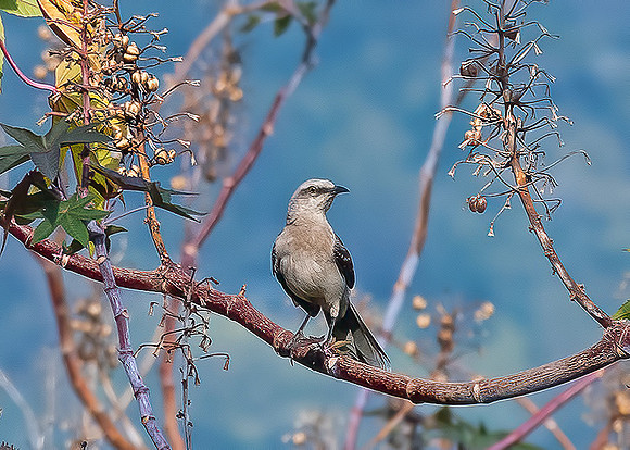Tropical Mockingbird