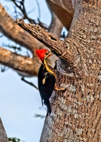 Lineated Woodpecker