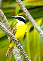 Great Kiskadee
