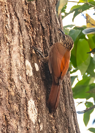 Cocoa Woodcreeper