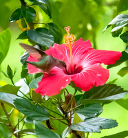 Ruby-throated Hummingbird