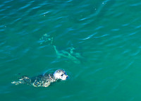 Harbor Seal