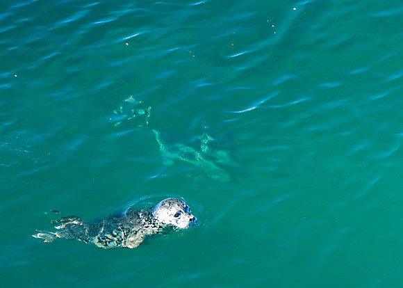 Harbor Seal