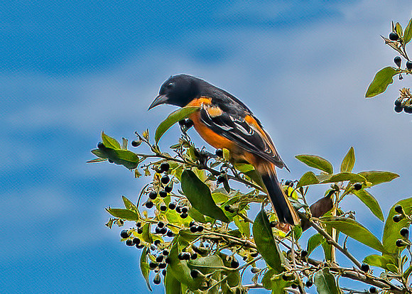 Northern Oriole