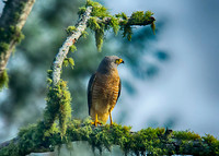Chiriqui Hawk
