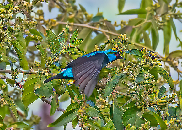 Scarlet-Thighed Dacnis