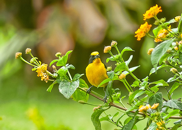 Euphonia