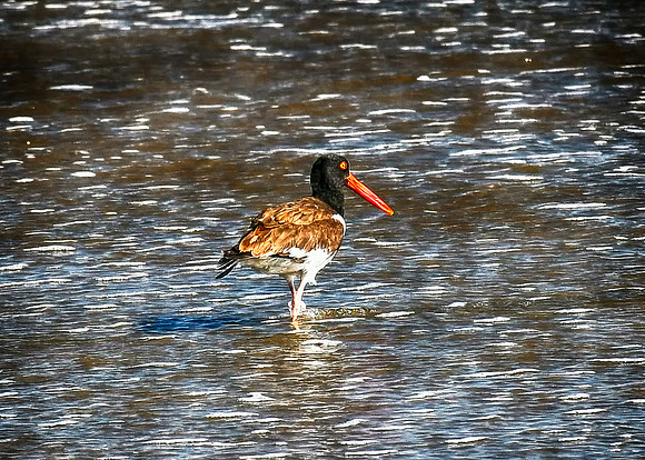 American Oystercatcher