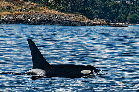 Orca Whale