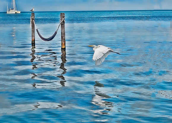 Great Egret
