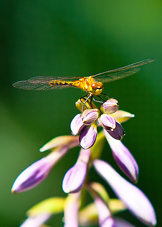 Dragonfly
