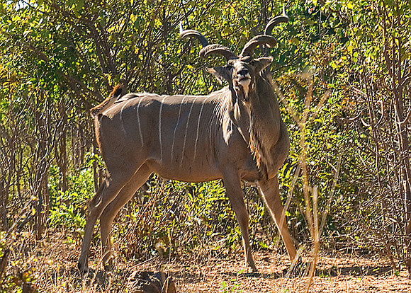 Kudu