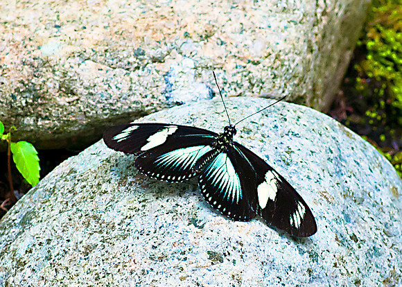 Doris Longwing